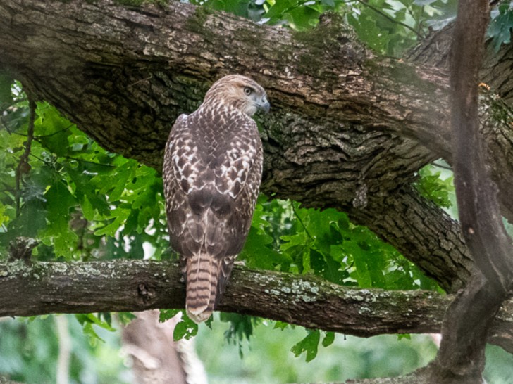 Red-tailed HawkEagle Point Park8/27/25© Marty Corfman