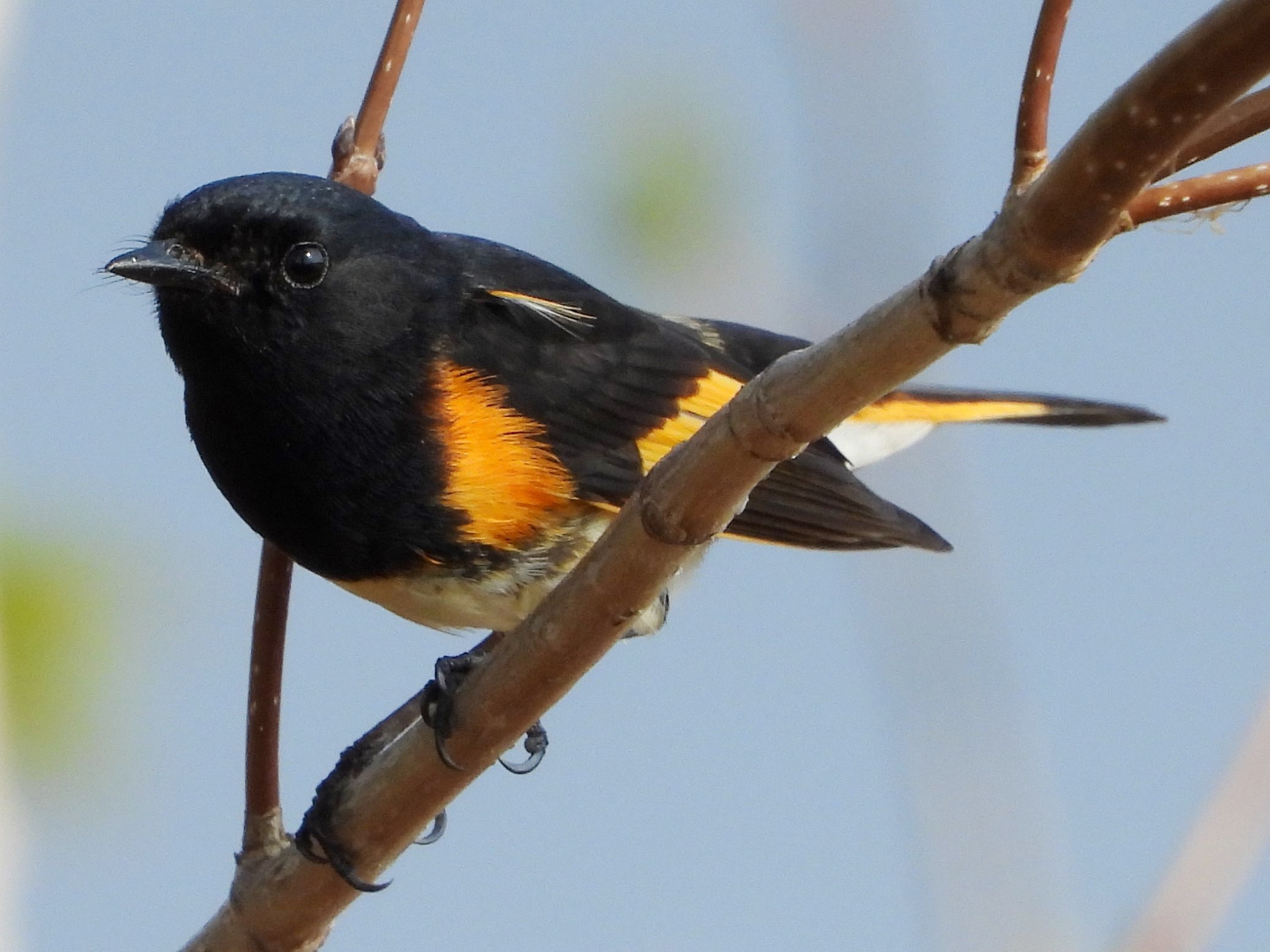 American Redstart