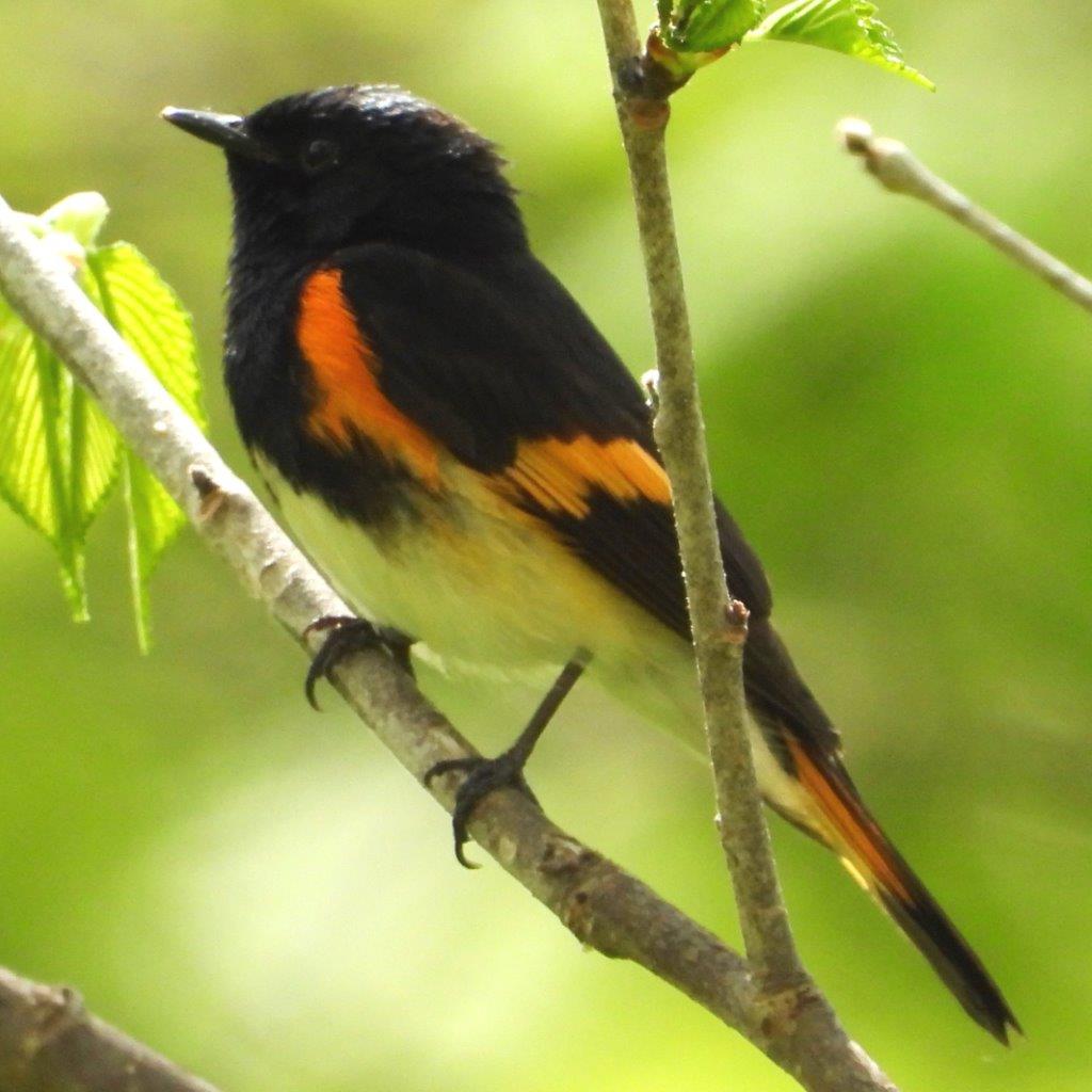 American Redstart