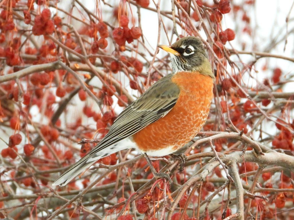 American RobinDubuque Arboretum12/15/25