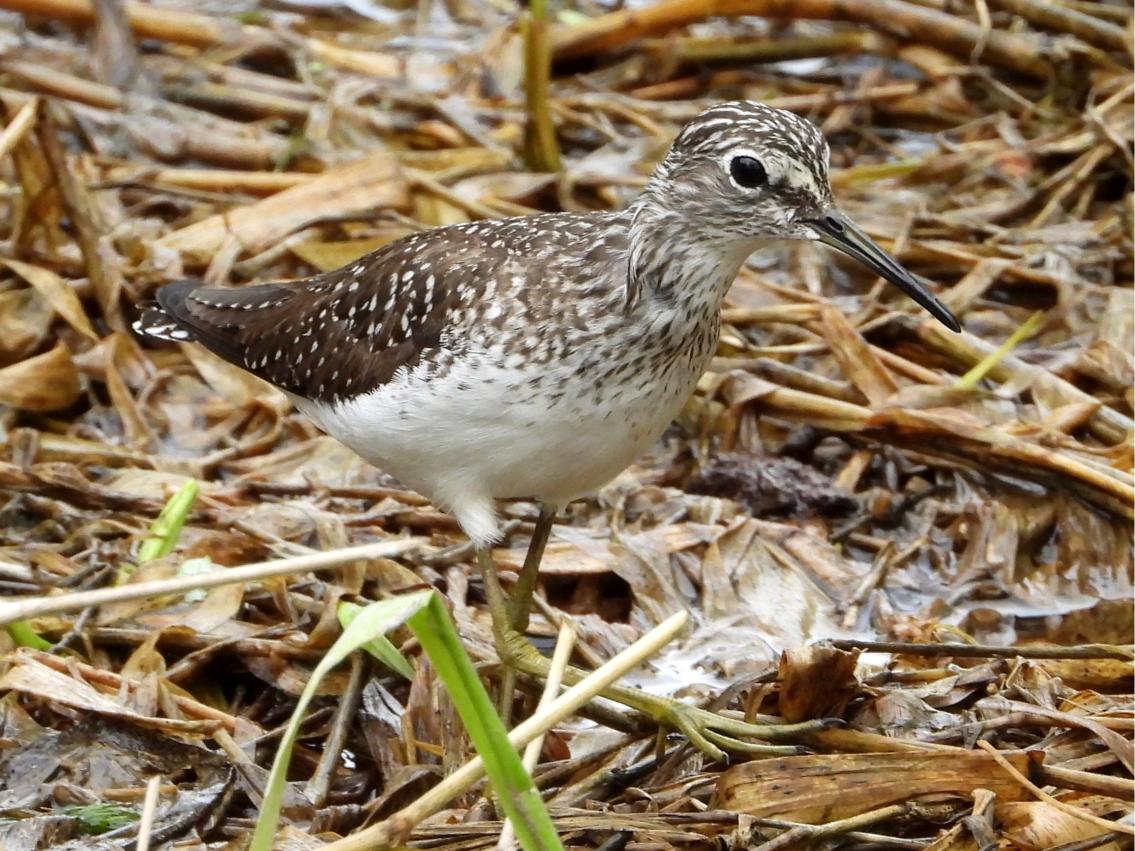 Solitary Sandpiper