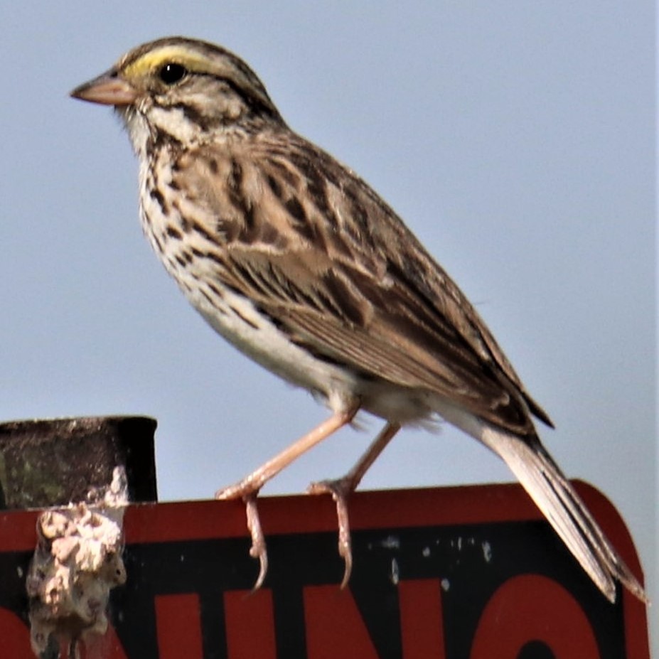 Savannah Sparrow