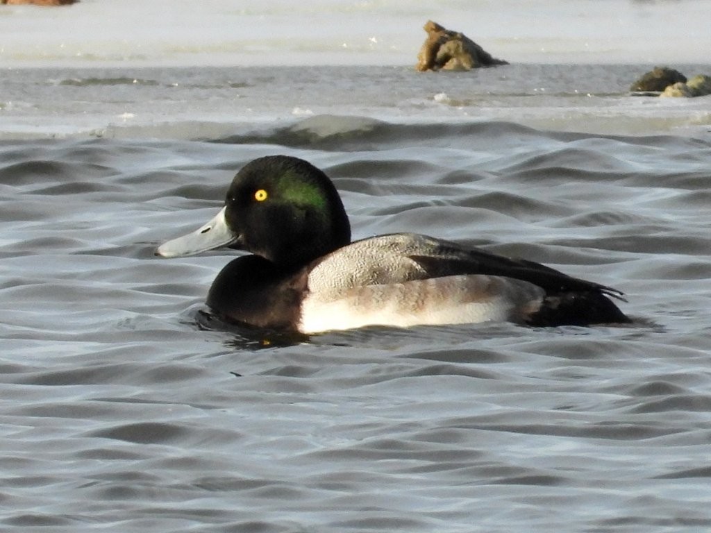 Greater ScaupDeere Dike Park12/16/25