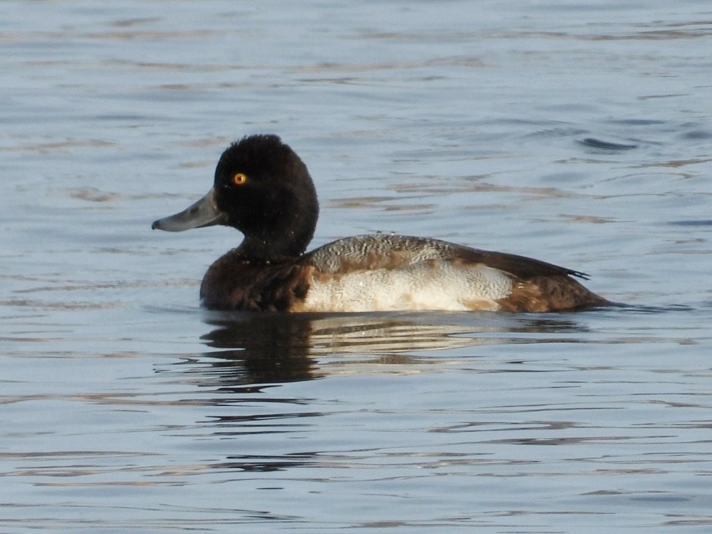 Lesser ScaupDeere Dike Park12/16/25