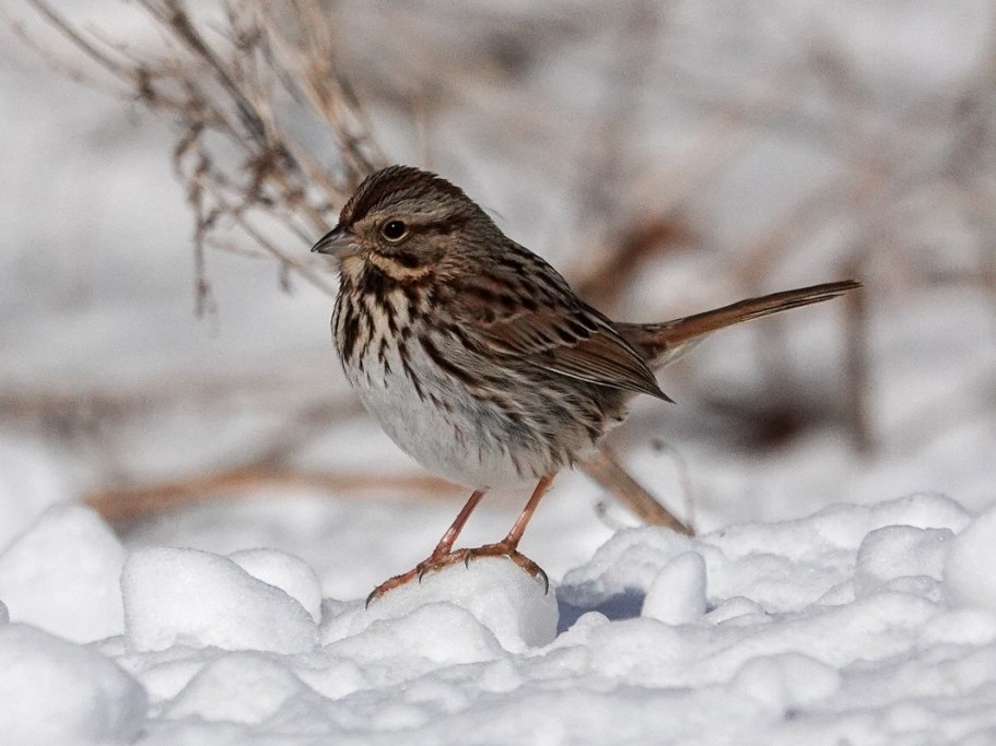 Song SparrowMines of Spain3/17/26© Marty Corfman