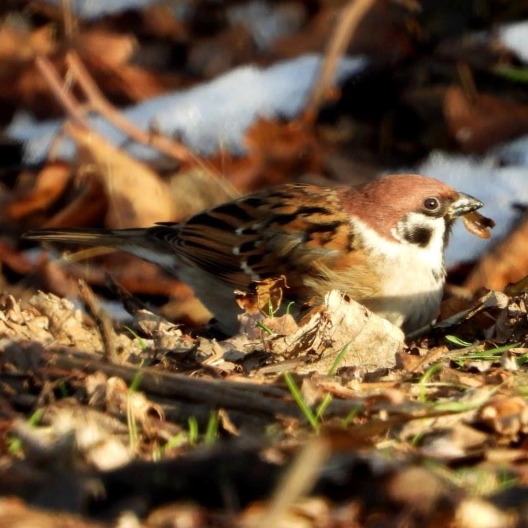 Eurasian Tree Sparrow