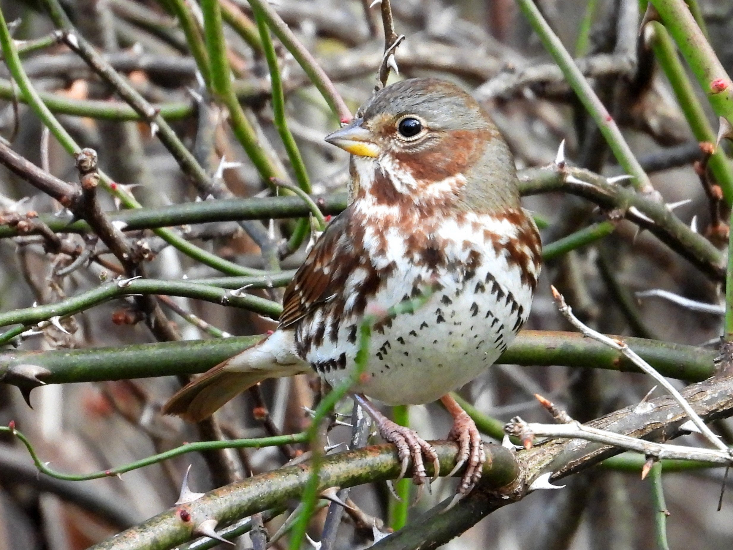 Fox SparrowBernard, IA10/31/25