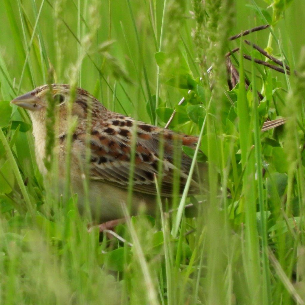 Grasshopper Sparrow