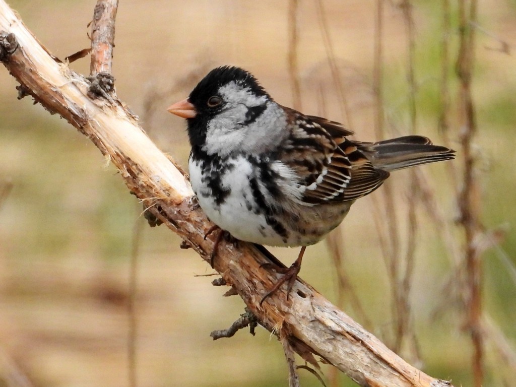 Harris's Sparrow© Mary LeighPeosta, IA4/29/25