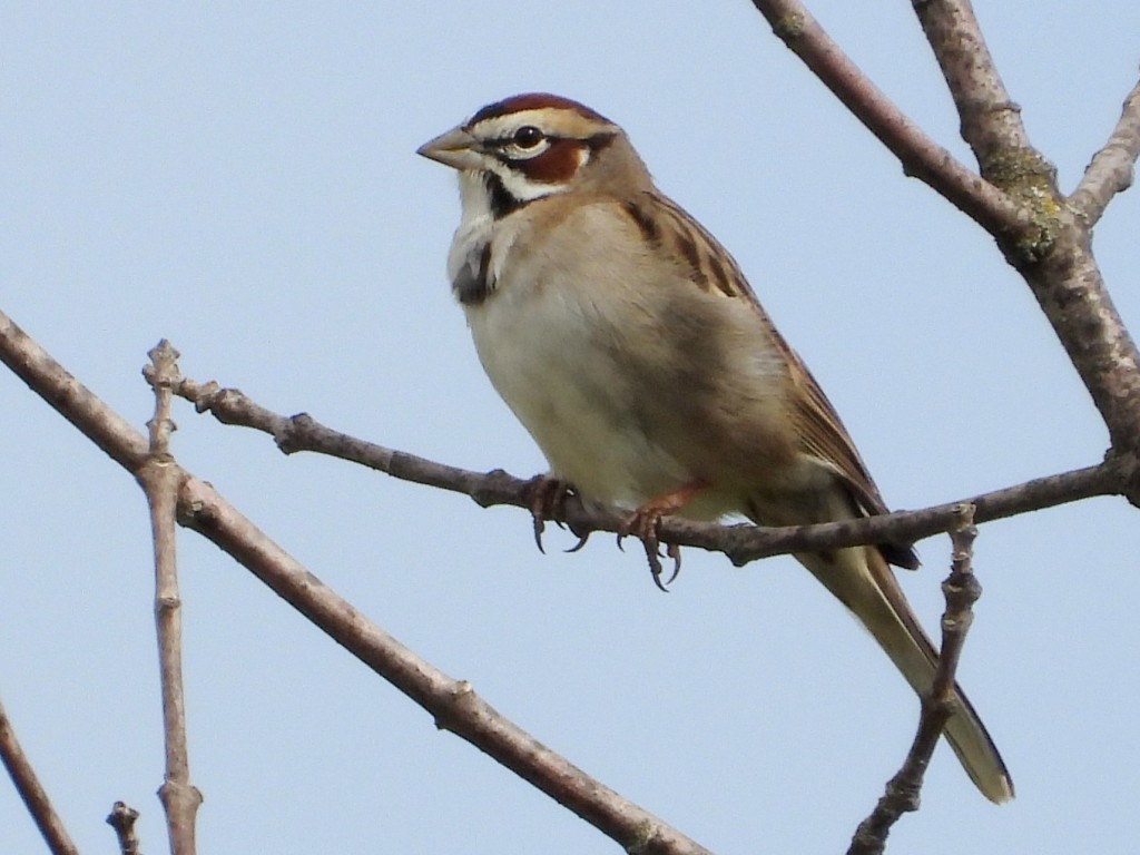 Sparrow LarkVolga River SRA (Fayette, IA)4/26/26© Mary Leigh(IOU Spring Conference)