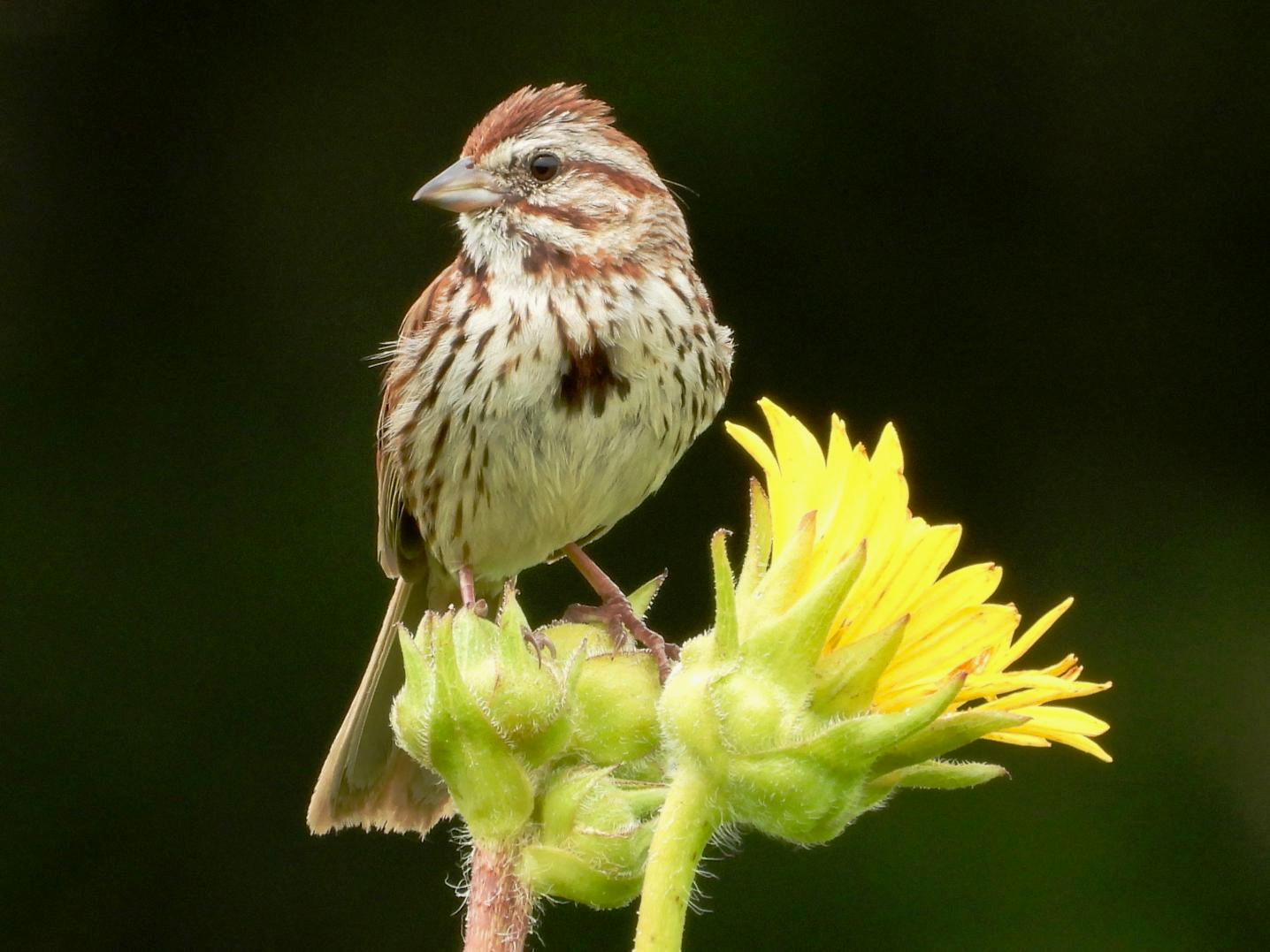 Song Sparrow