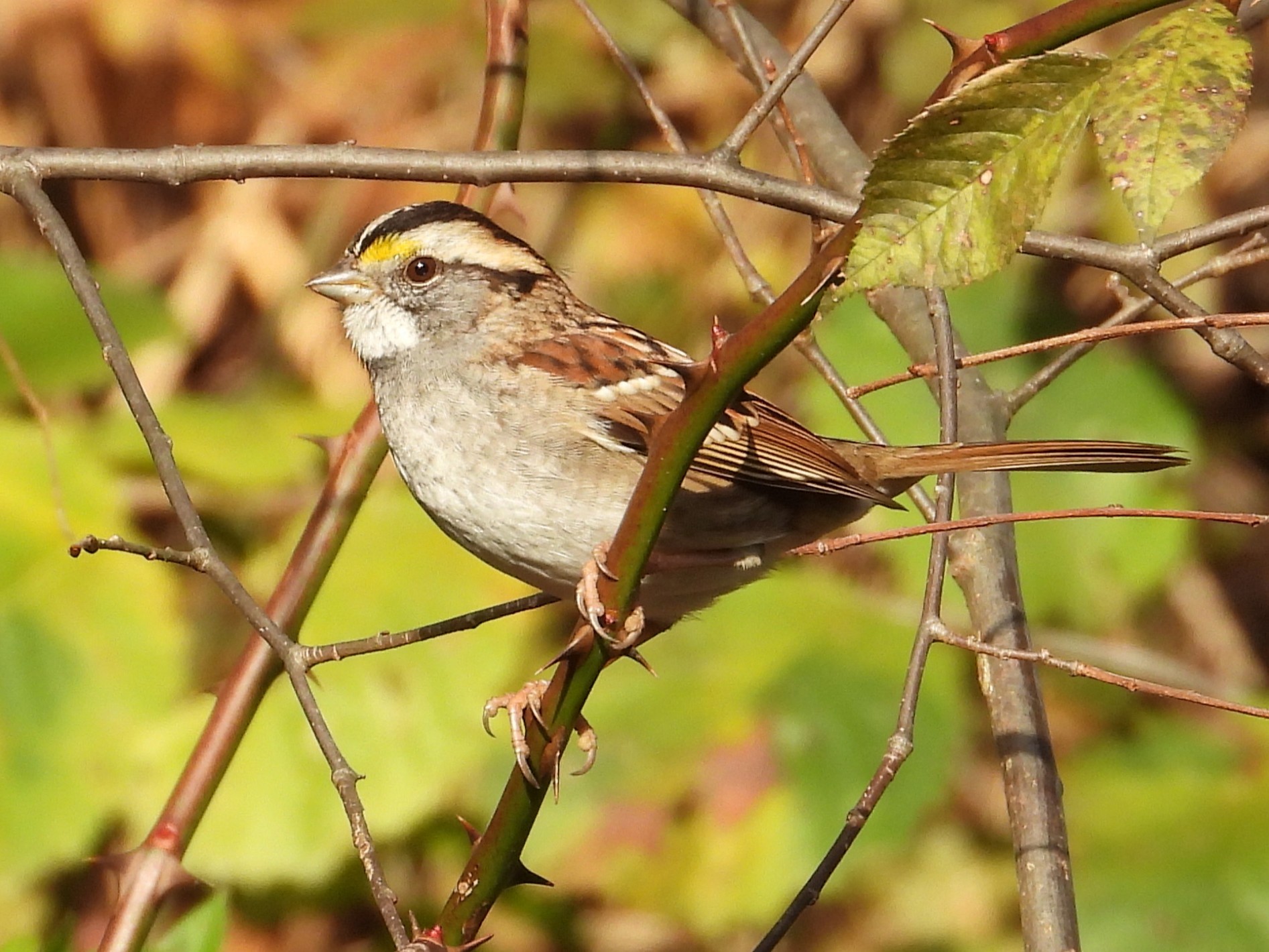 White-throated SparrowBernard, IA10/31/25