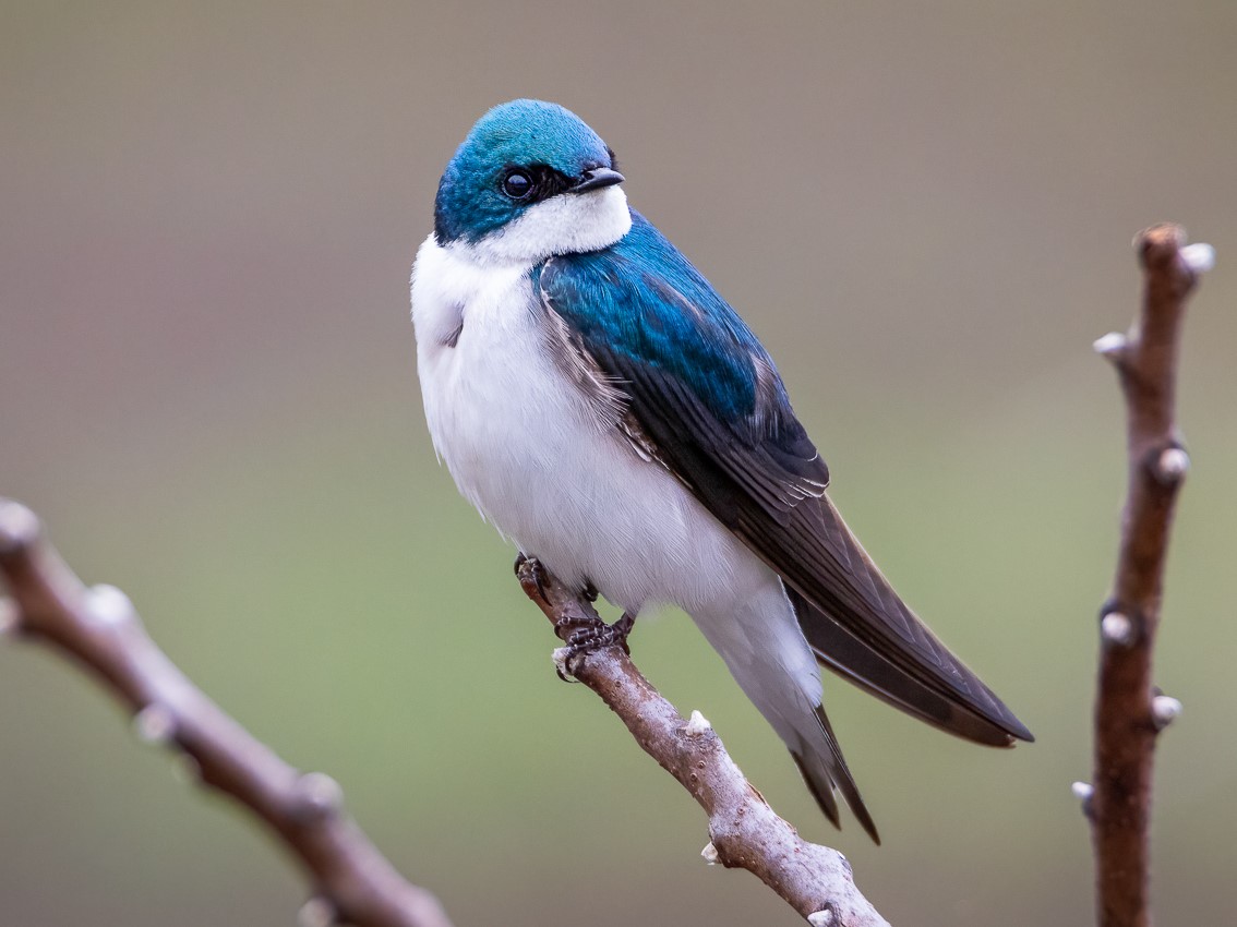 Tree Swallow