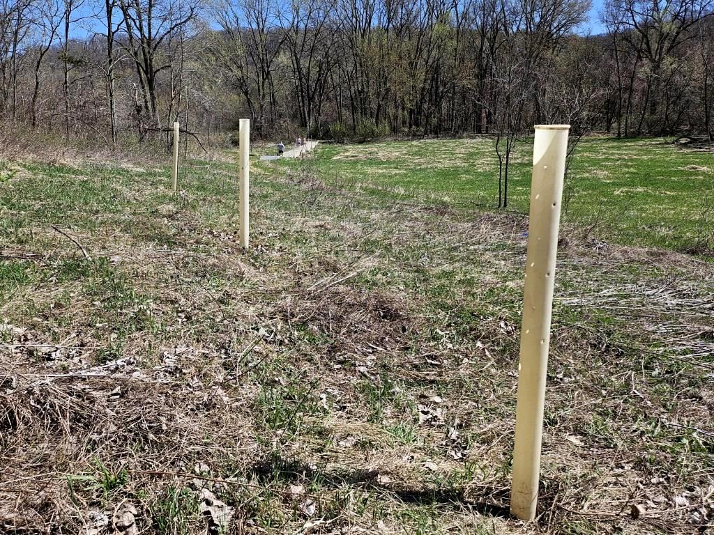 Chokecherry Trees (in tubes)