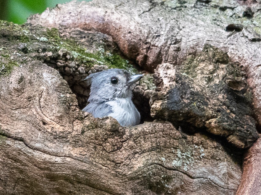 Tufted TitmouseEagle Point Park8/27/25© Marty Corfman