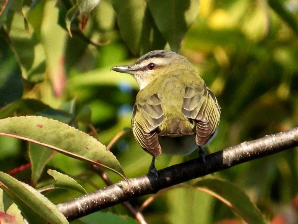 Red-eyed VireoMines of Spain SRA9/4/25© Mary Leigh