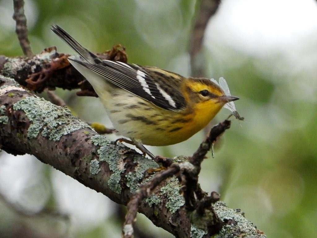 Blackburnian WarblerMines of Spain SRA9/3/25© Mary Leigh