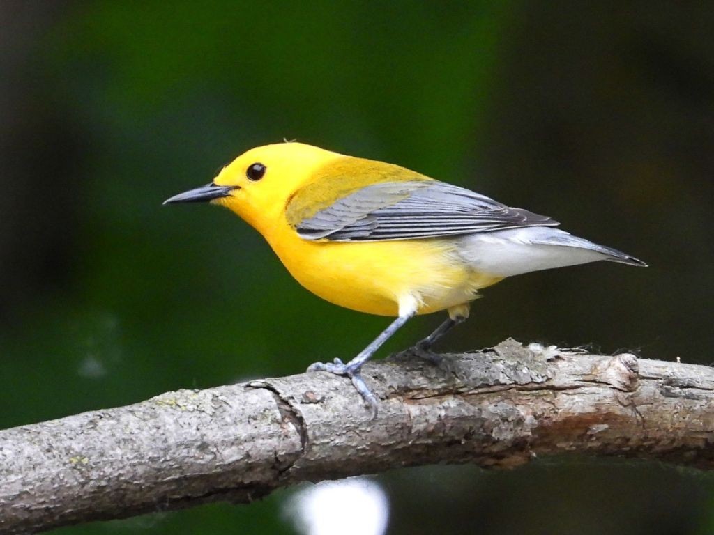 Prothonatory Warbler© Mary LeighBellevue, IA6/3/25