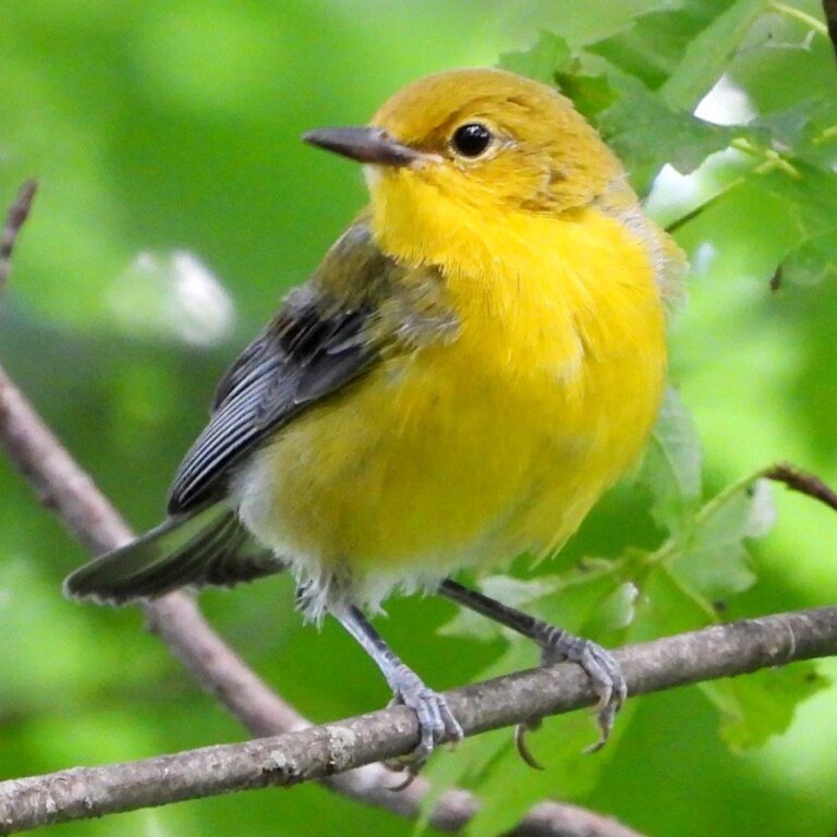 Prothonotary Warbler