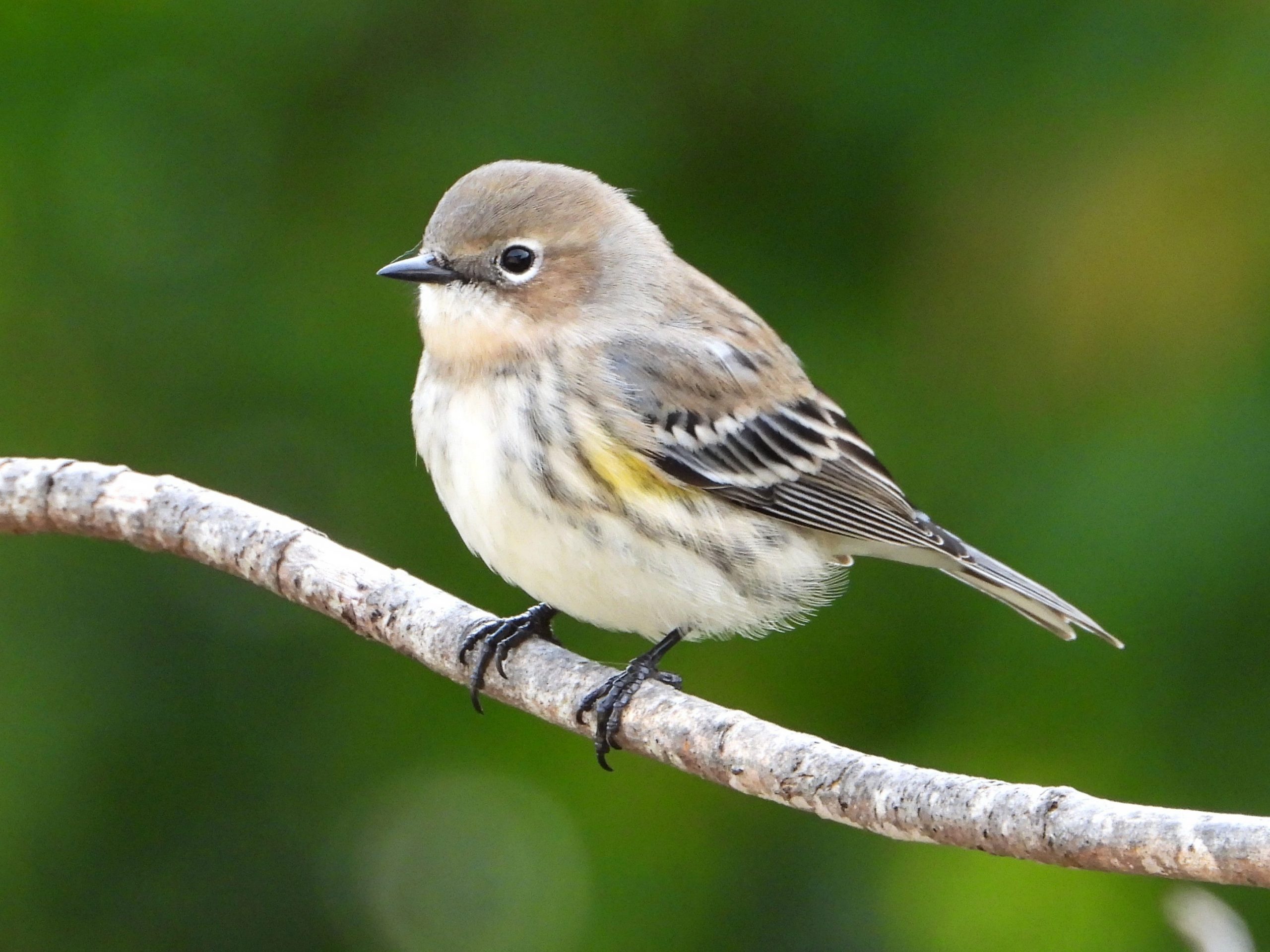 Yellow-rumped WarblerPeosta, IA10/12/25