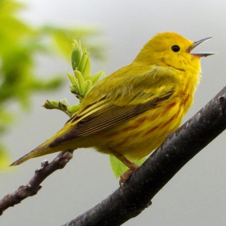 Yellow Warbler