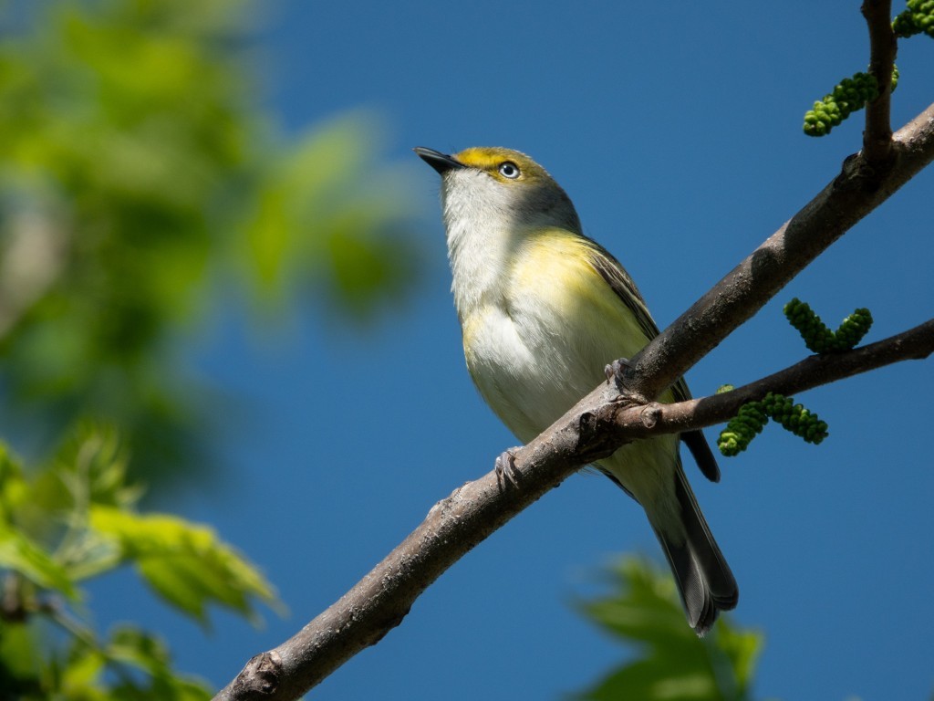 White-eyed Vireo© Marty CorfmanMines of Spain SRA5/12/25