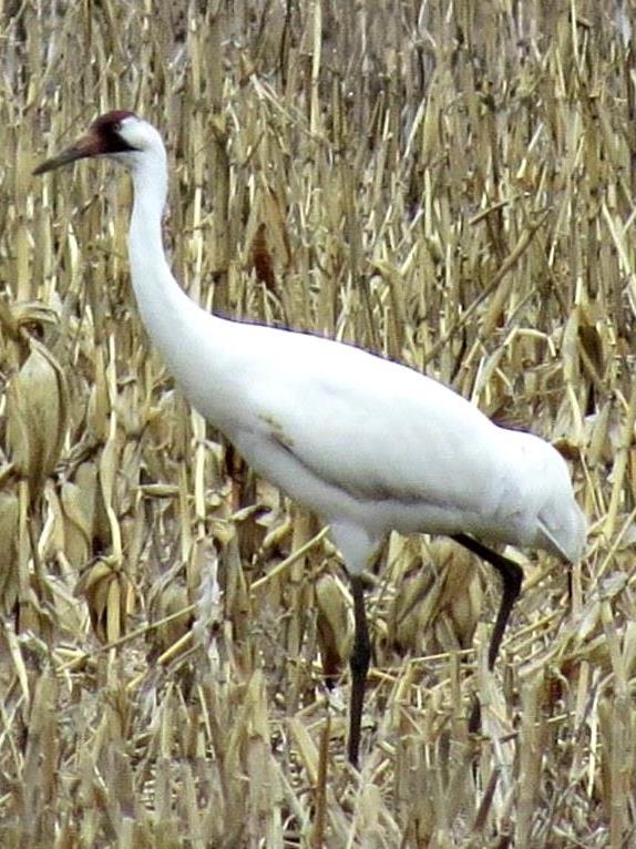 Whooping Crane