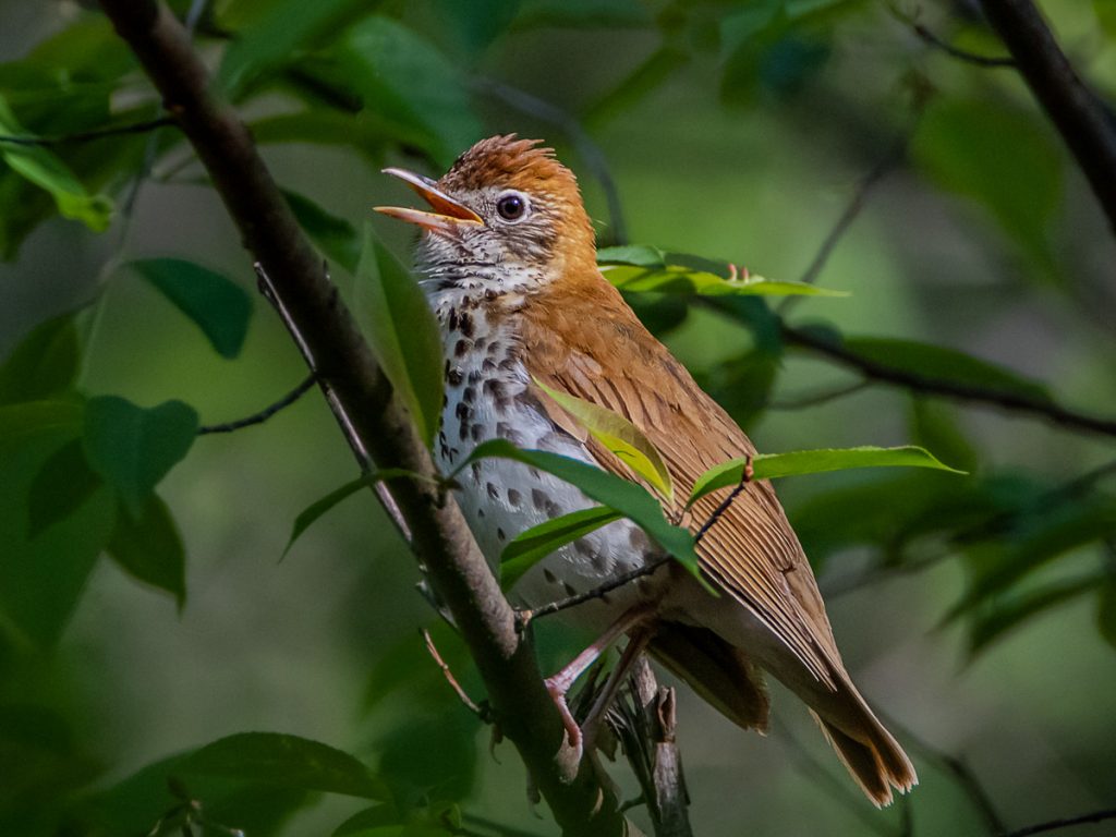 Dubuque Audubon Society Dubuque, IA, USA