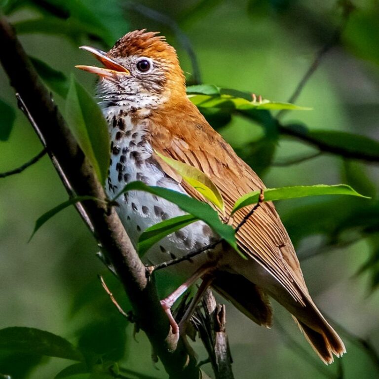 Wood Thrush