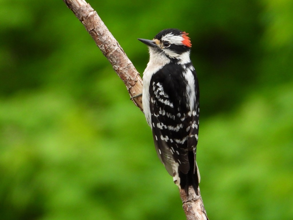 Downy Woodpecker© Mary LeighPeosta, IA5/27/25