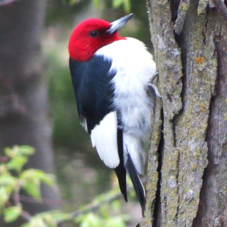 Red-headed Woodpecker