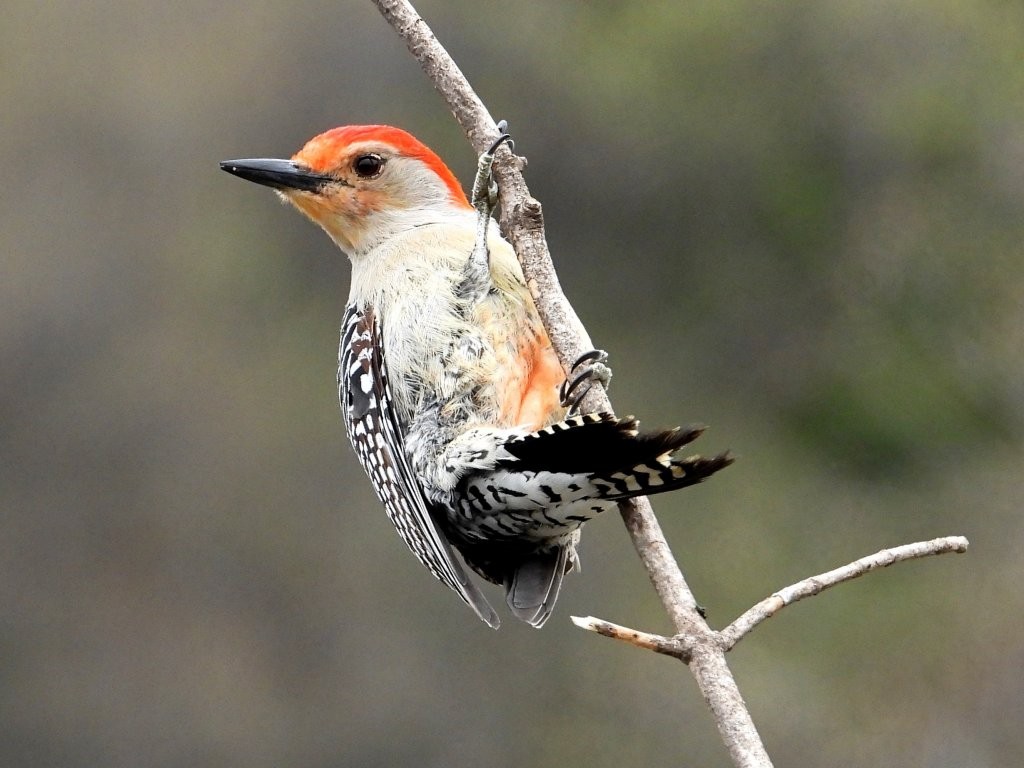 Red-bellied Woodpecker© Mary LeighPeosta, IA4/29/25