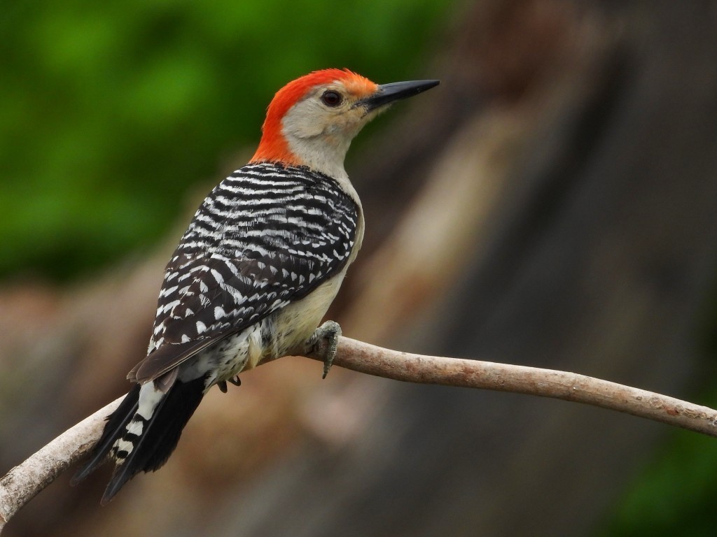 Red-bellied Woodpecker© Mary LeighPeosta, IA5/27/25