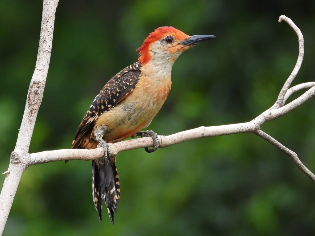 Red-bellied WoodpeckerPeosta, IA7/7/25© Mary Leigh