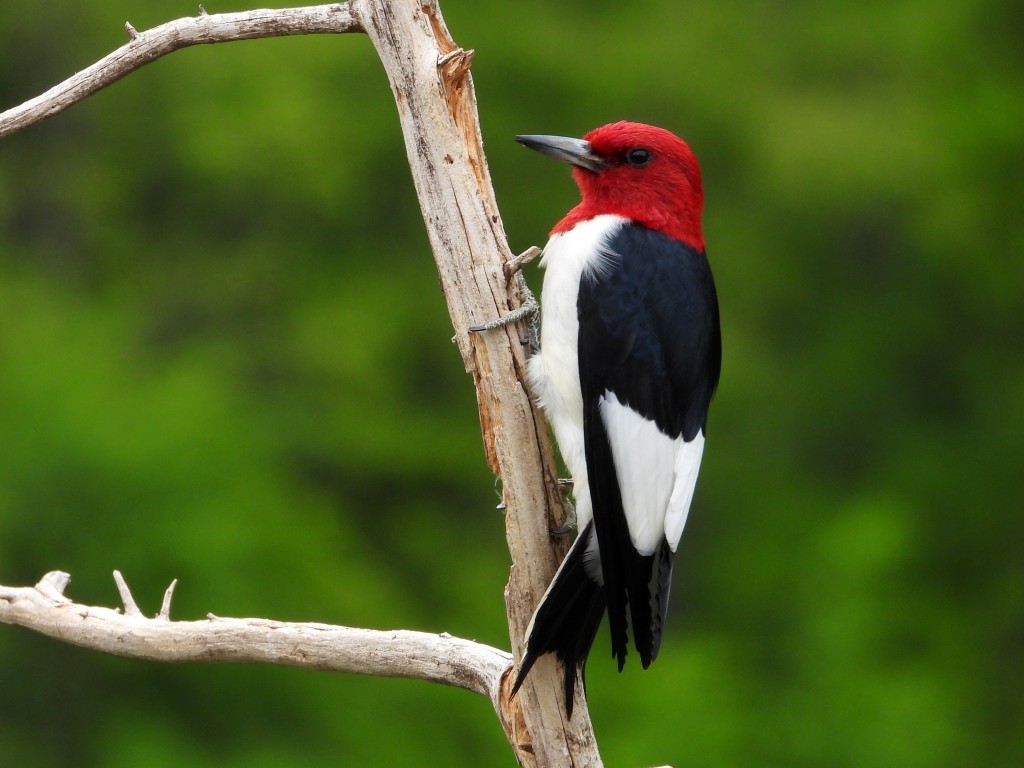 Red-headed Woodpecker© Mary LeighPeosta, IA5/27/25