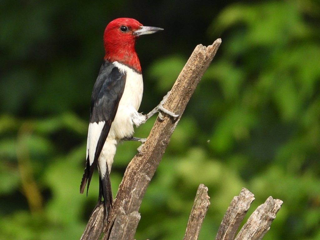Red-headed WoodpeckerPeosta, IA7/7/25