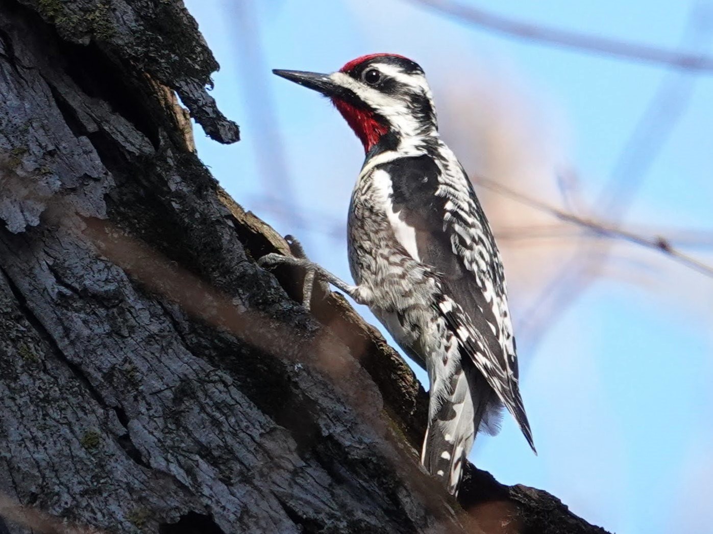 Yellow-bellied Sapsucker