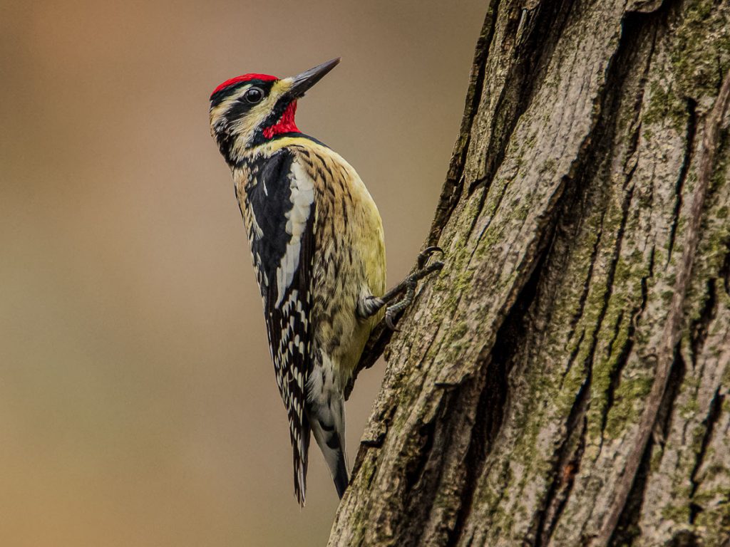 Yellow-bellied Sapsucker