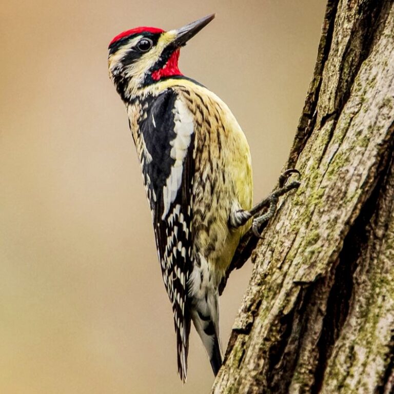 Yellow-Bellied Sapsucker