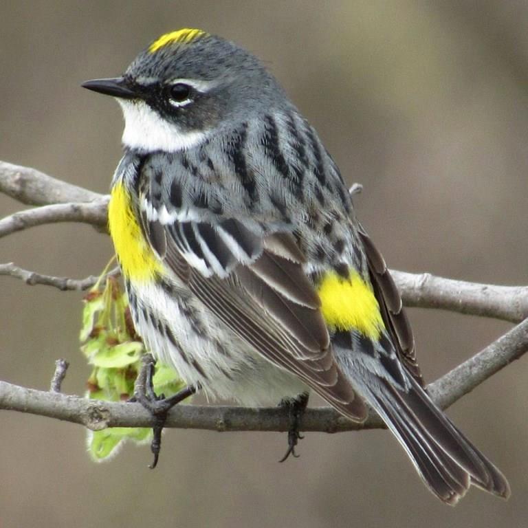 Yellow-rumped Warbler