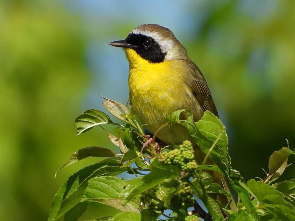 Common Yellowthroat