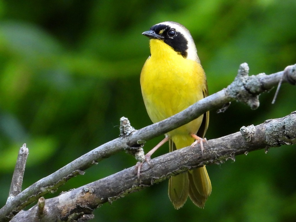 Common YellowthroatMines of Spain SRA6/26/25