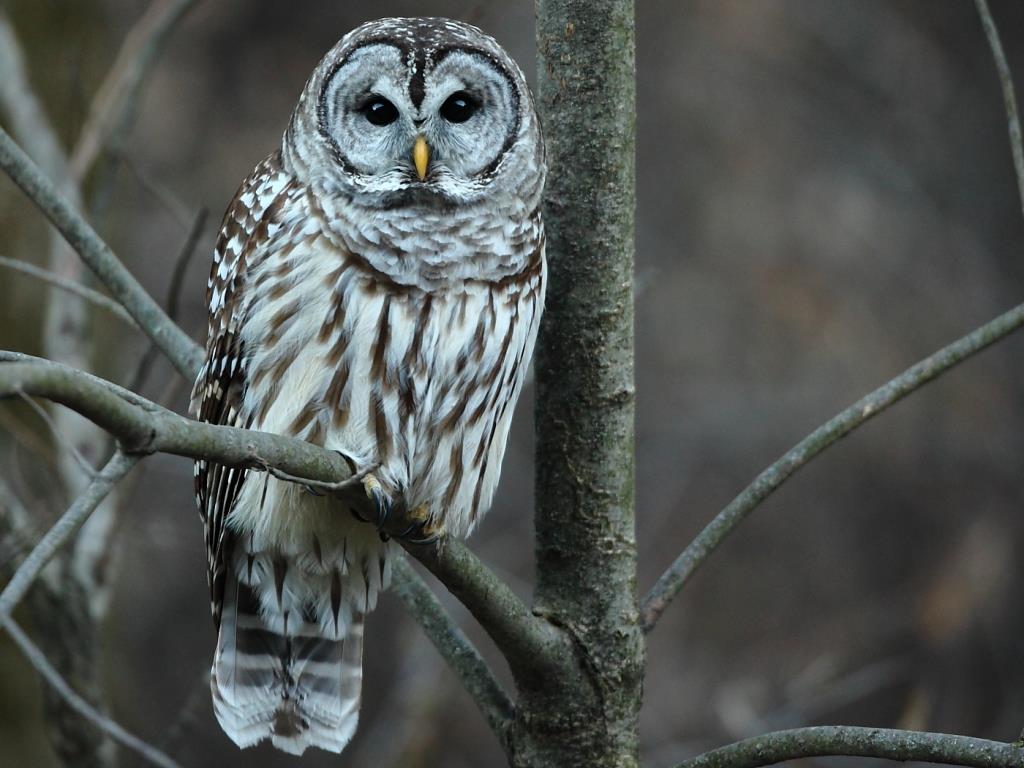 Barred Owl