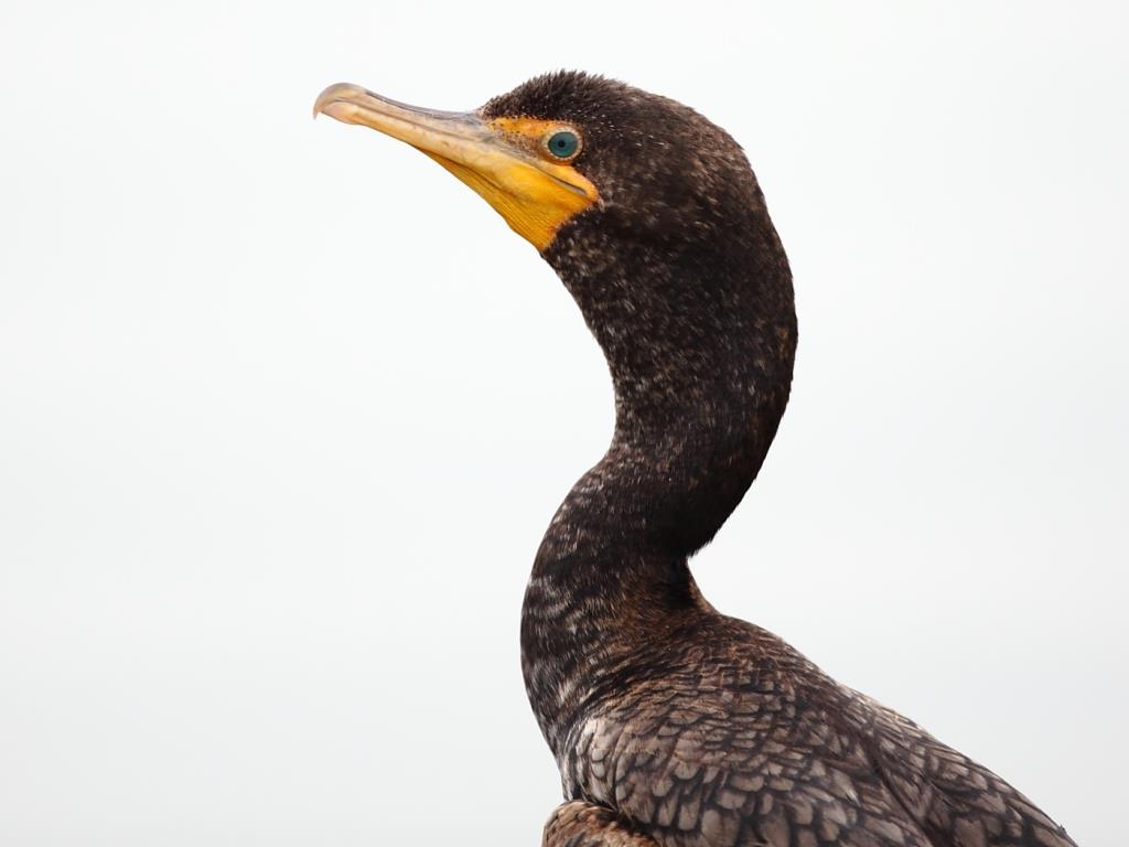 Double-crested Cormorant© Tony MolineSouth Sabula Lakes6/23/23