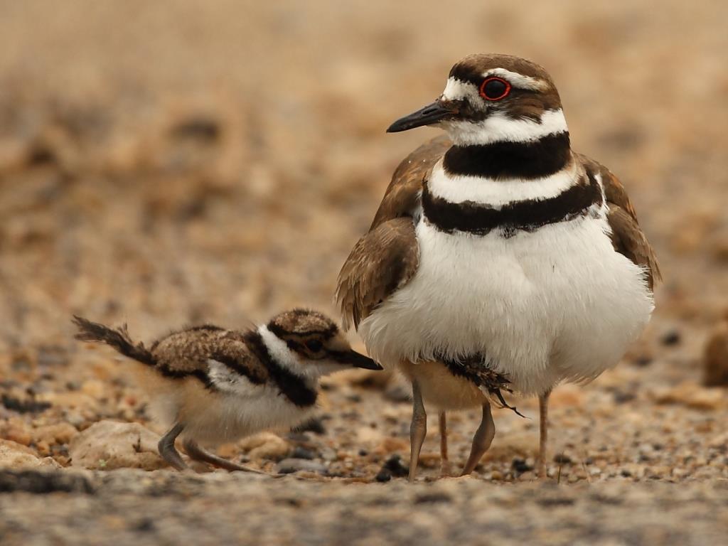 Killdeer