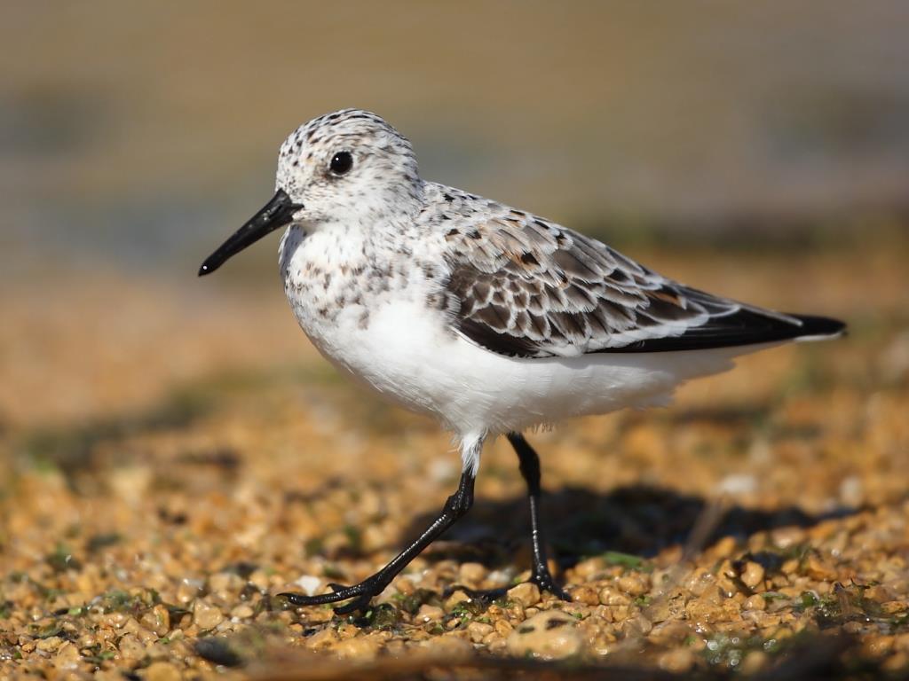 Sanderling