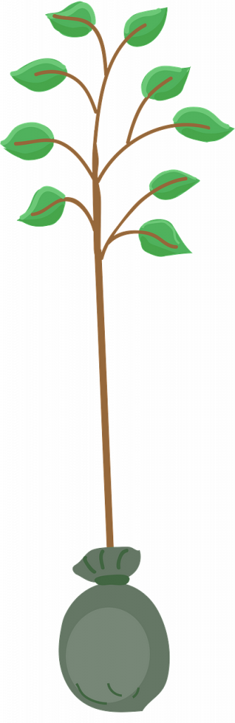 Tree Seedling